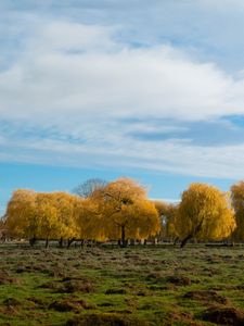 Preview wallpaper trees, forest, field, clouds, sky, nature
