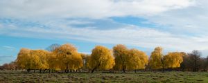 Preview wallpaper trees, forest, field, clouds, sky, nature
