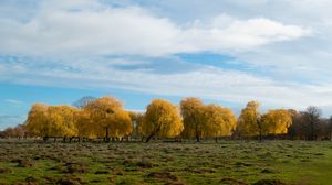 Preview wallpaper trees, forest, field, clouds, sky, nature
