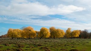 Preview wallpaper trees, forest, field, clouds, sky, nature
