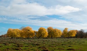 Preview wallpaper trees, forest, field, clouds, sky, nature