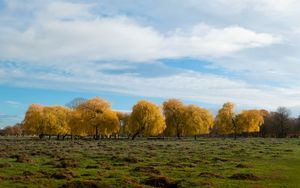 Preview wallpaper trees, forest, field, clouds, sky, nature