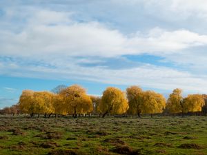 Preview wallpaper trees, forest, field, clouds, sky, nature