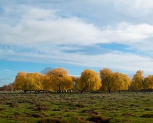 Preview wallpaper trees, forest, field, clouds, sky, nature