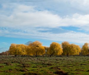 Preview wallpaper trees, forest, field, clouds, sky, nature