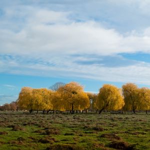 Preview wallpaper trees, forest, field, clouds, sky, nature
