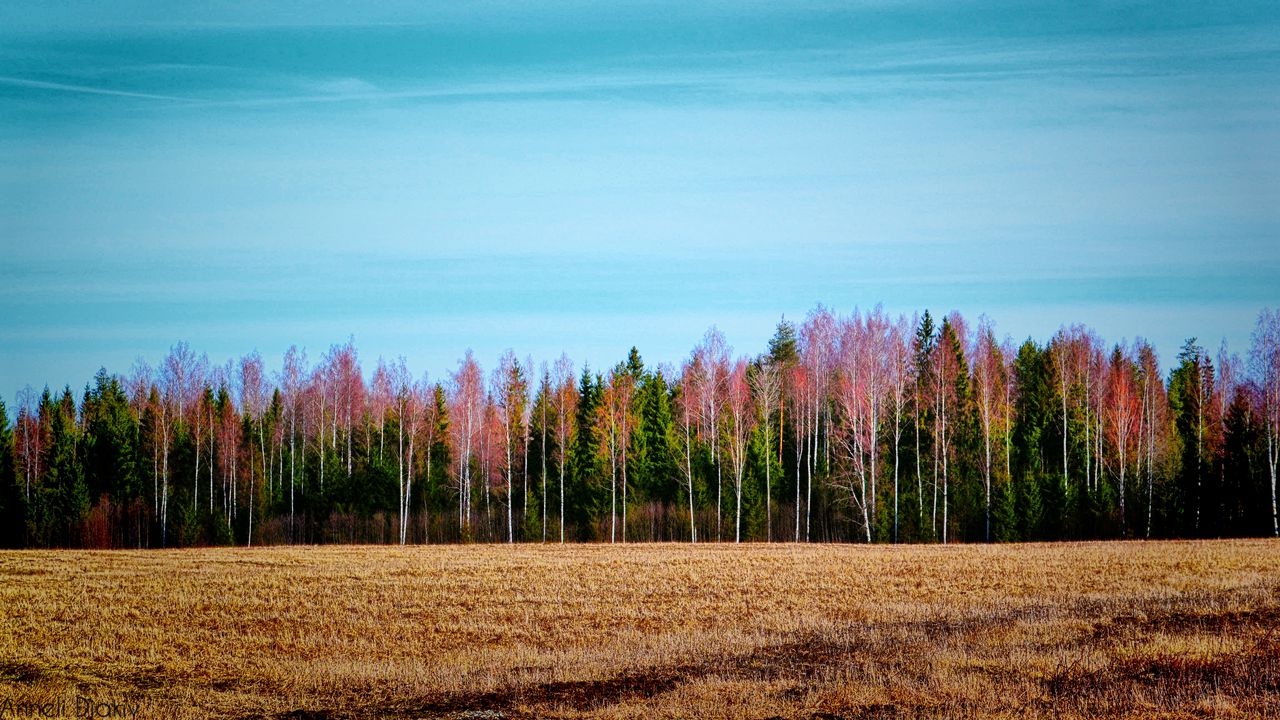 Wallpaper trees, forest, field, landscape