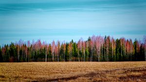 Preview wallpaper trees, forest, field, landscape