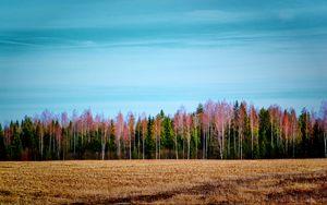 Preview wallpaper trees, forest, field, landscape