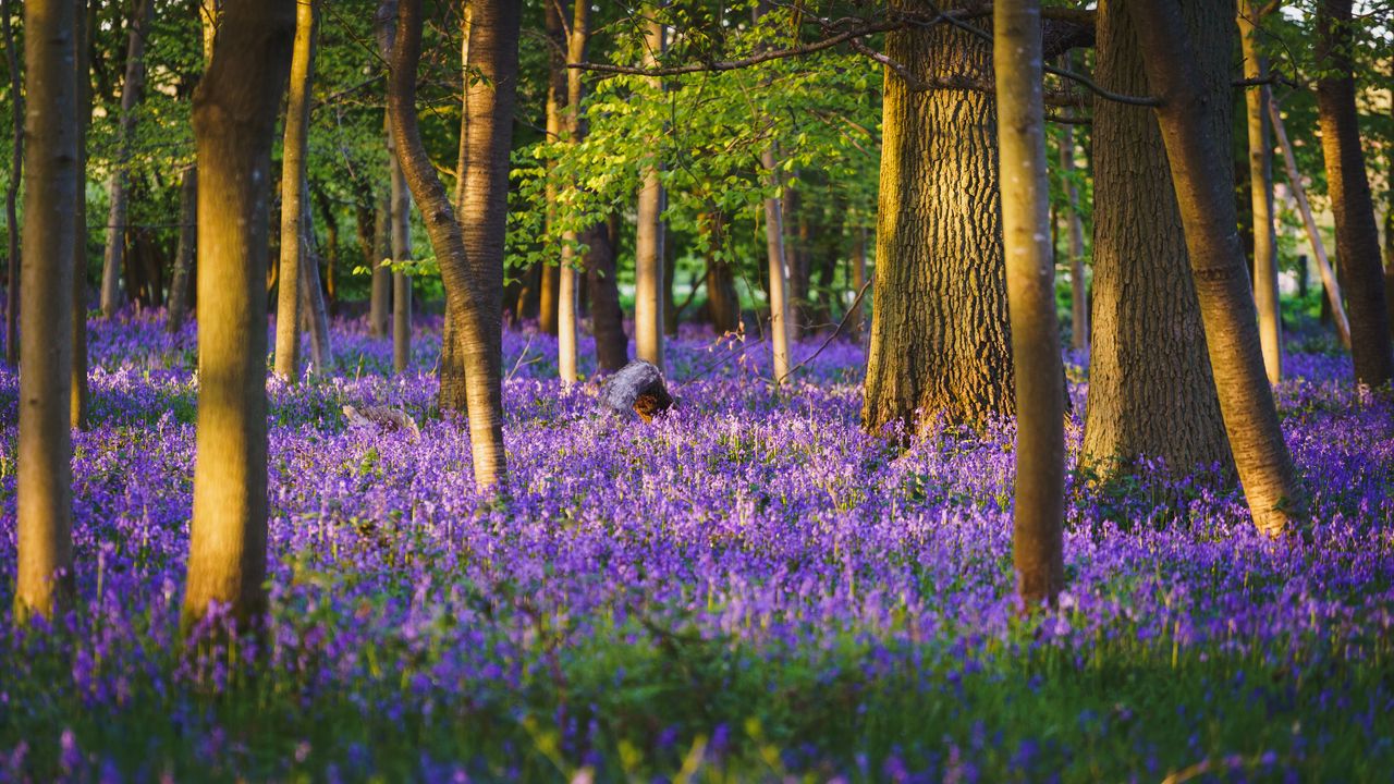 Wallpaper trees, forest, flowers, purple