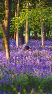 Preview wallpaper trees, forest, flowers, purple