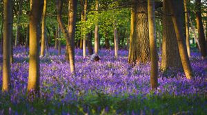 Preview wallpaper trees, forest, flowers, purple