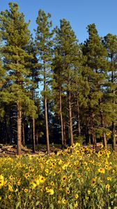 Preview wallpaper trees, forest, flowers, field, nature