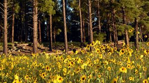 Preview wallpaper trees, forest, flowers, field, nature