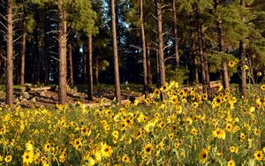 Preview wallpaper trees, forest, flowers, field, nature