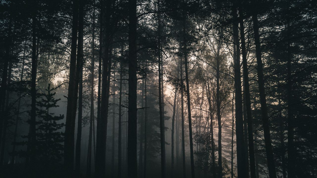 Wallpaper trees, forest, fog, dark, nature, landscape