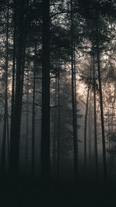 Preview wallpaper trees, forest, fog, dark, nature, landscape