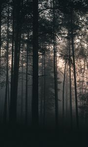 Preview wallpaper trees, forest, fog, dark, nature, landscape
