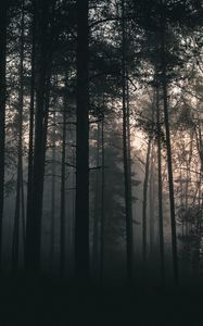 Preview wallpaper trees, forest, fog, dark, nature, landscape