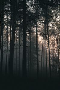 Preview wallpaper trees, forest, fog, dark, nature, landscape