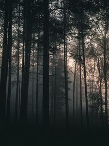 Preview wallpaper trees, forest, fog, dark, nature, landscape