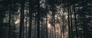 Preview wallpaper trees, forest, fog, dark, nature, landscape