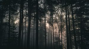 Preview wallpaper trees, forest, fog, dark, nature, landscape