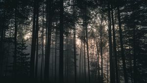 Preview wallpaper trees, forest, fog, dark, nature, landscape