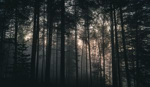 Preview wallpaper trees, forest, fog, dark, nature, landscape