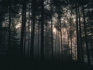 Preview wallpaper trees, forest, fog, dark, nature, landscape