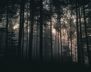 Preview wallpaper trees, forest, fog, dark, nature, landscape