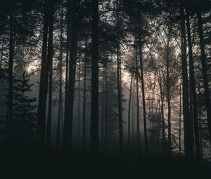 Preview wallpaper trees, forest, fog, dark, nature, landscape