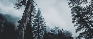 Preview wallpaper trees, forest, fog, tops