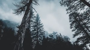 Preview wallpaper trees, forest, fog, tops