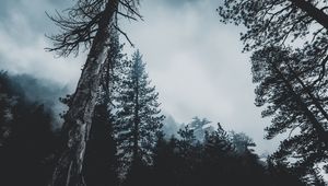 Preview wallpaper trees, forest, fog, tops