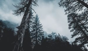 Preview wallpaper trees, forest, fog, tops