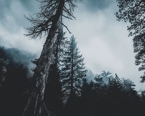 Preview wallpaper trees, forest, fog, tops