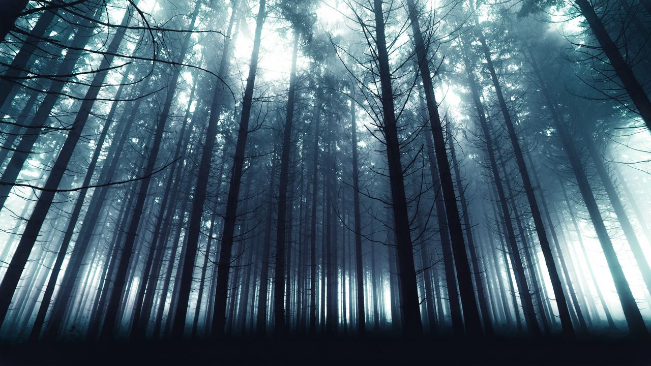 Wallpaper trees, forest, fog, nature, light