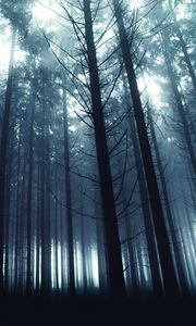 Preview wallpaper trees, forest, fog, nature, light