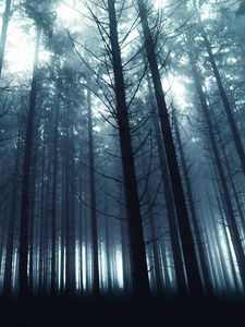Preview wallpaper trees, forest, fog, nature, light