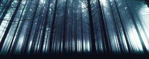 Preview wallpaper trees, forest, fog, nature, light