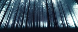 Preview wallpaper trees, forest, fog, nature, light