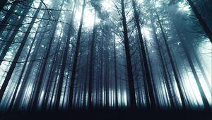 Preview wallpaper trees, forest, fog, nature, light