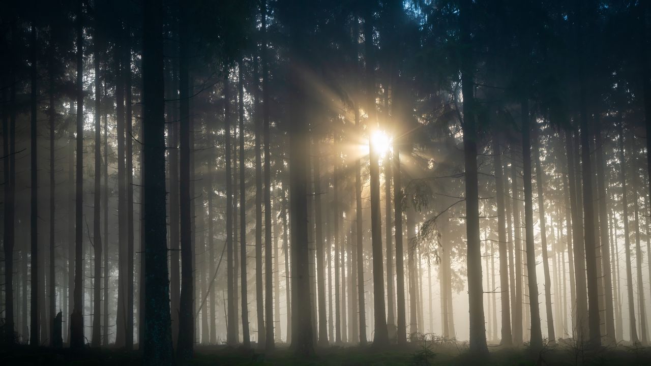 Wallpaper trees, forest, fog, light, nature