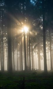 Preview wallpaper trees, forest, fog, light, nature