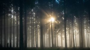 Preview wallpaper trees, forest, fog, light, nature