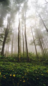 Preview wallpaper trees, forest, fog, nature, summer