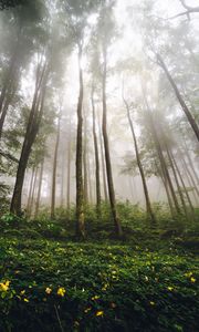 Preview wallpaper trees, forest, fog, nature, summer