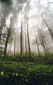 Preview wallpaper trees, forest, fog, nature, summer