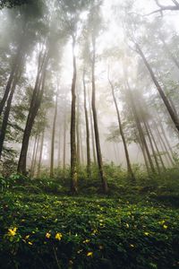Preview wallpaper trees, forest, fog, nature, summer